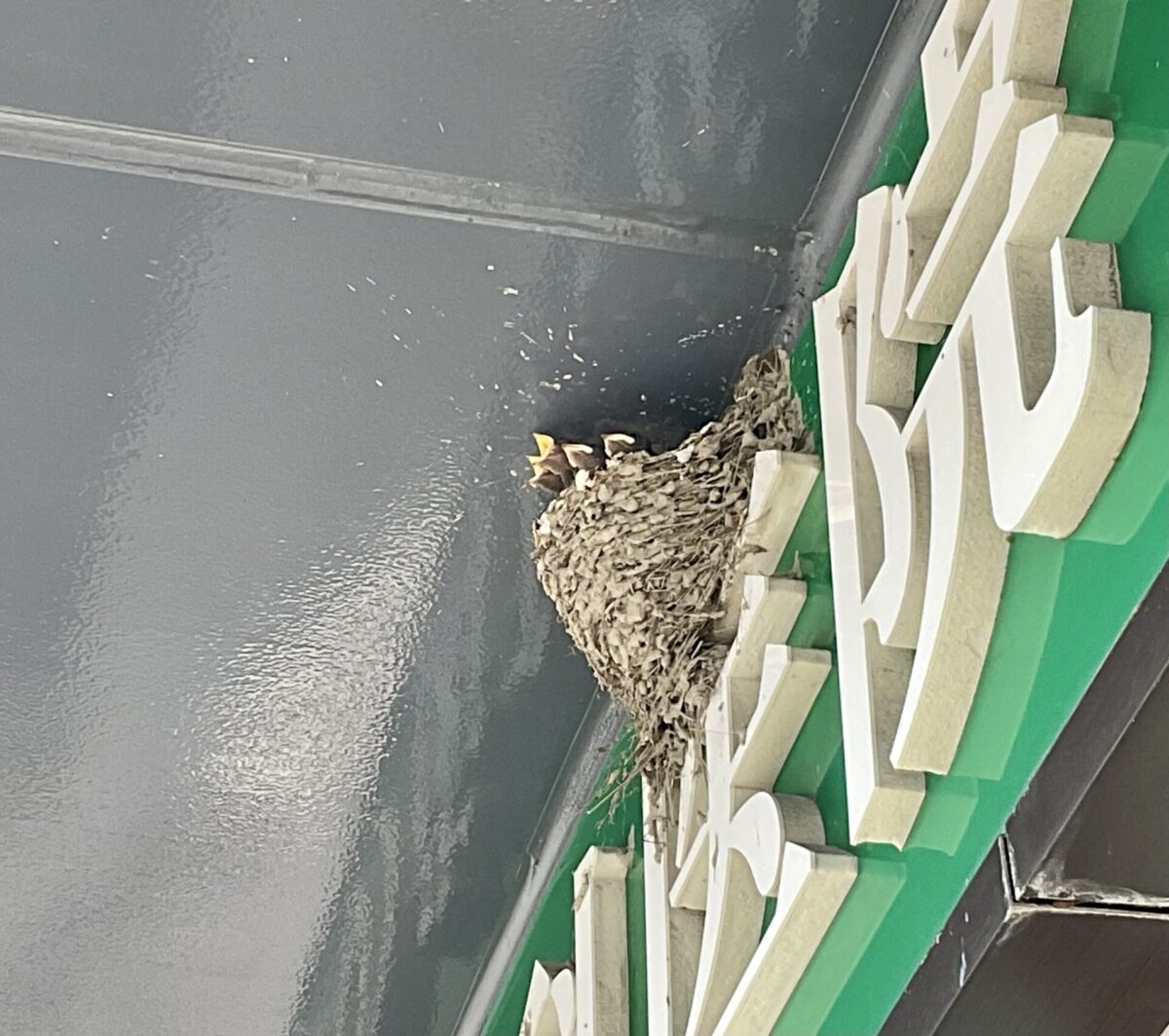 ツバメちゃんの季節