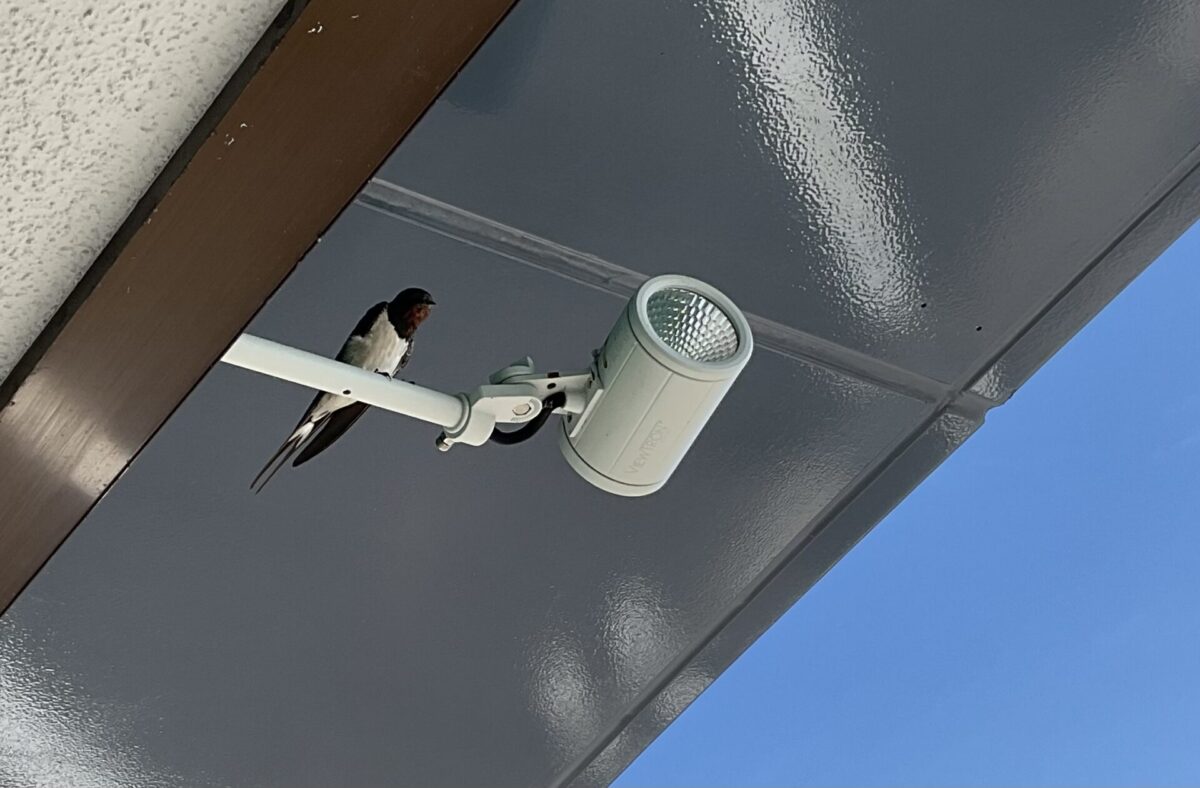 ツバメちゃん　ごめんなさい‼️