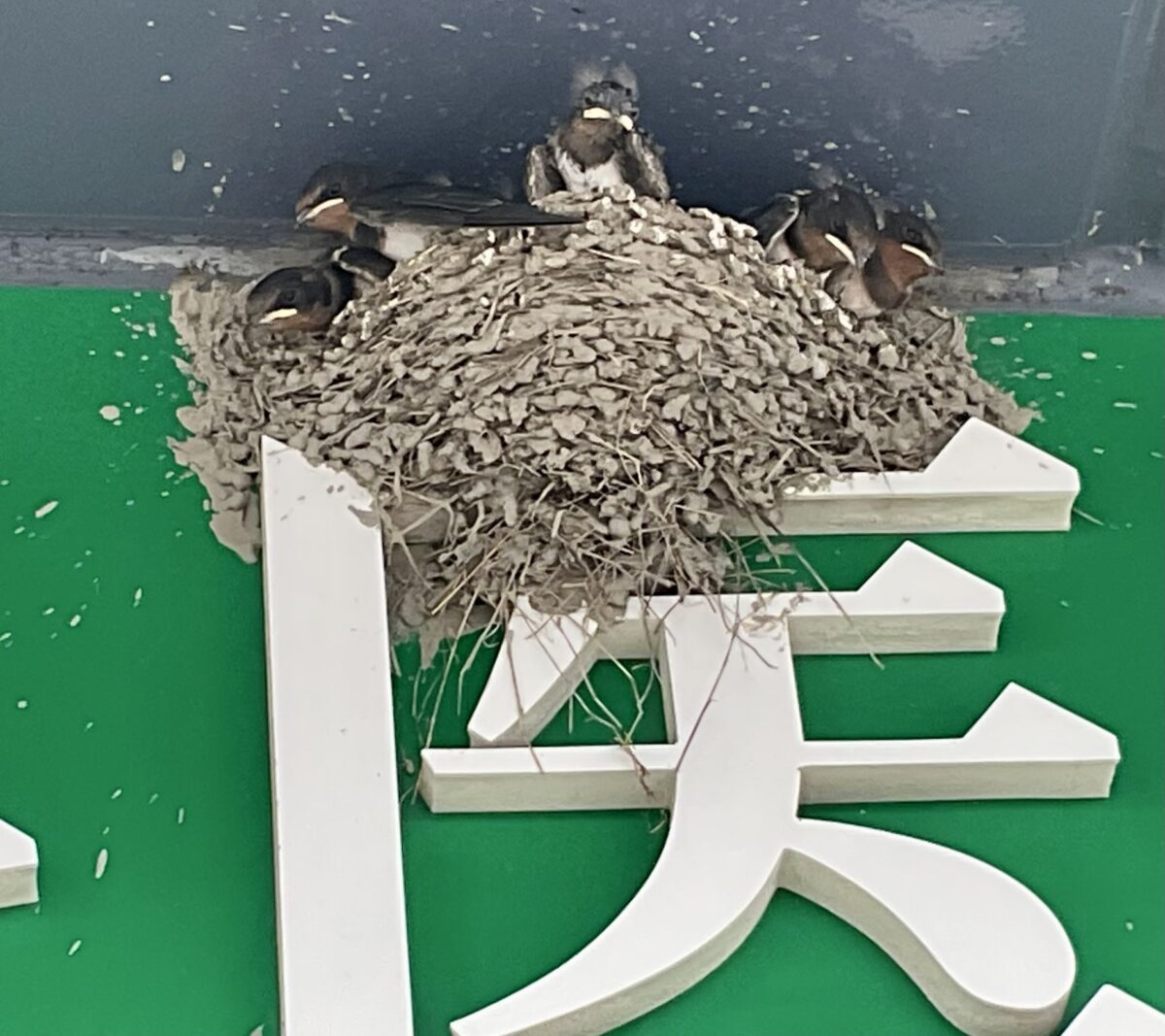 ツバメちゃん　5羽？